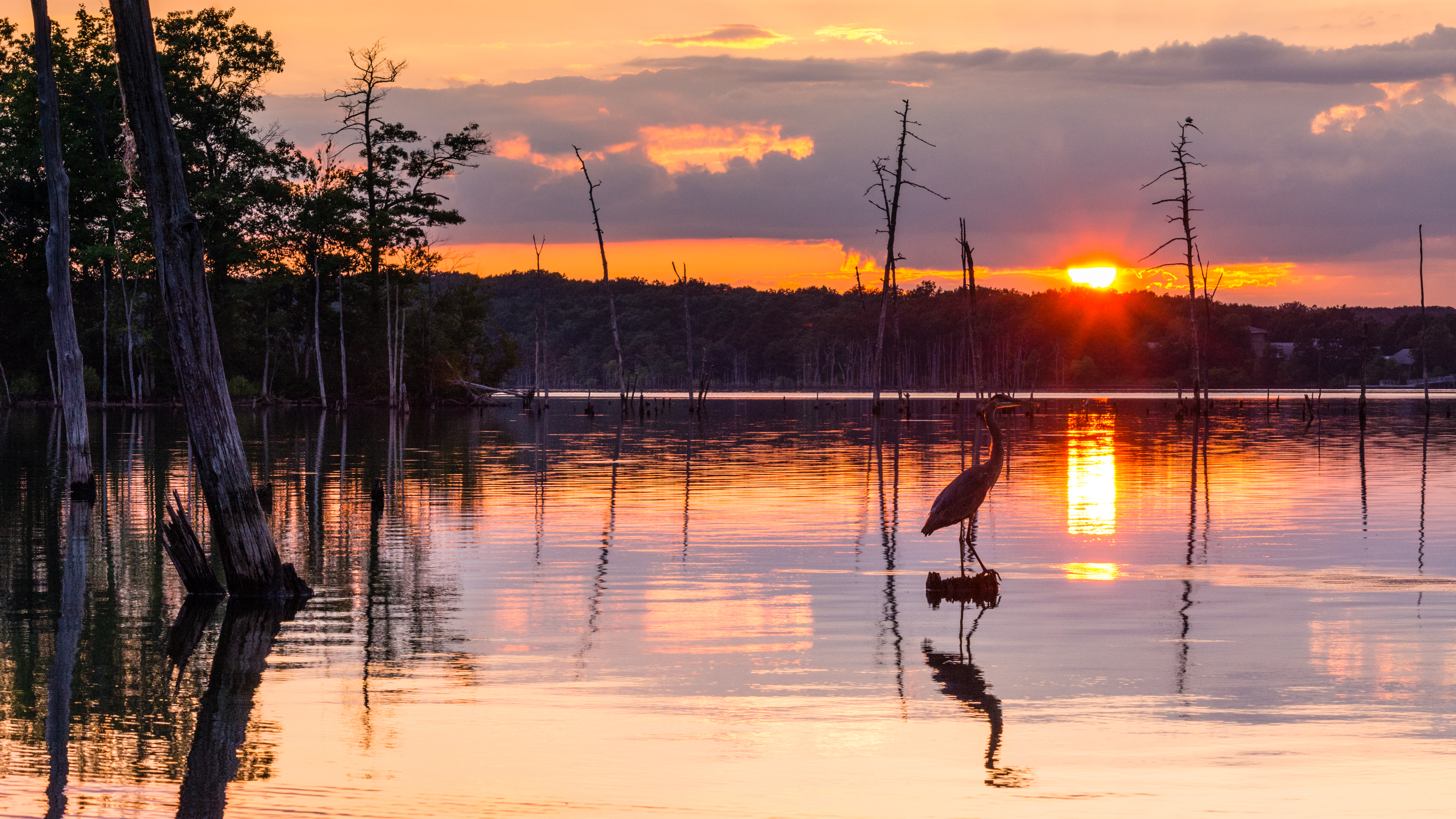 Manasquan Reservoir Bird