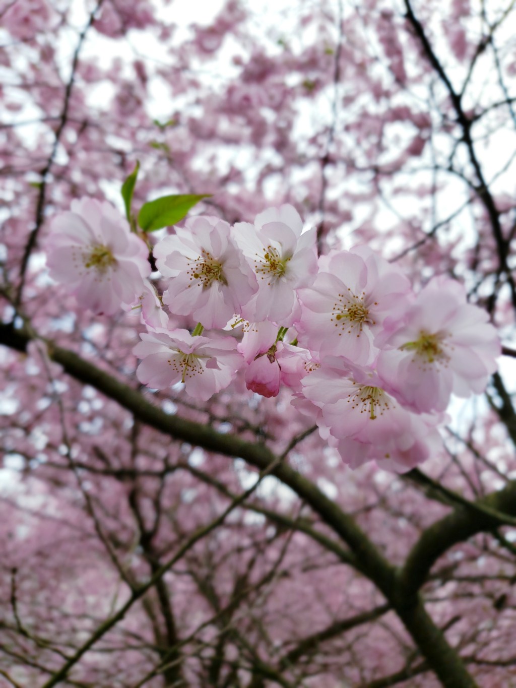 Cherry Blossoms – Timelapse